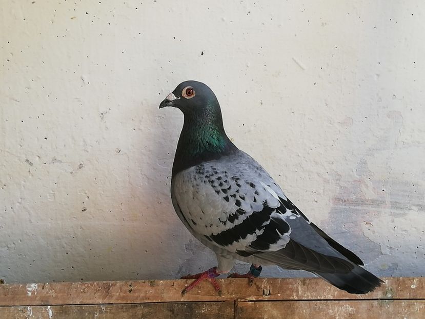  - 2019-Porumbei zburatori-matca