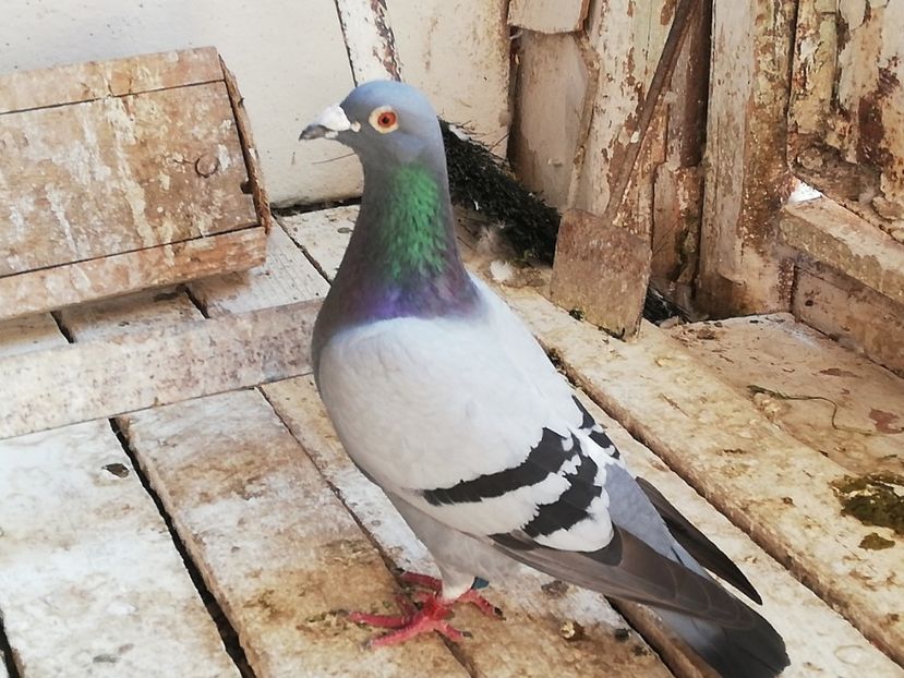  - 2019-Porumbei zburatori-matca