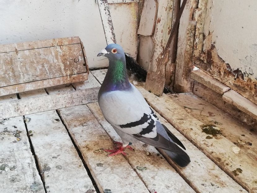  - 2019-Porumbei zburatori-matca