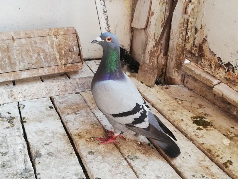  - 2019-Porumbei zburatori-matca