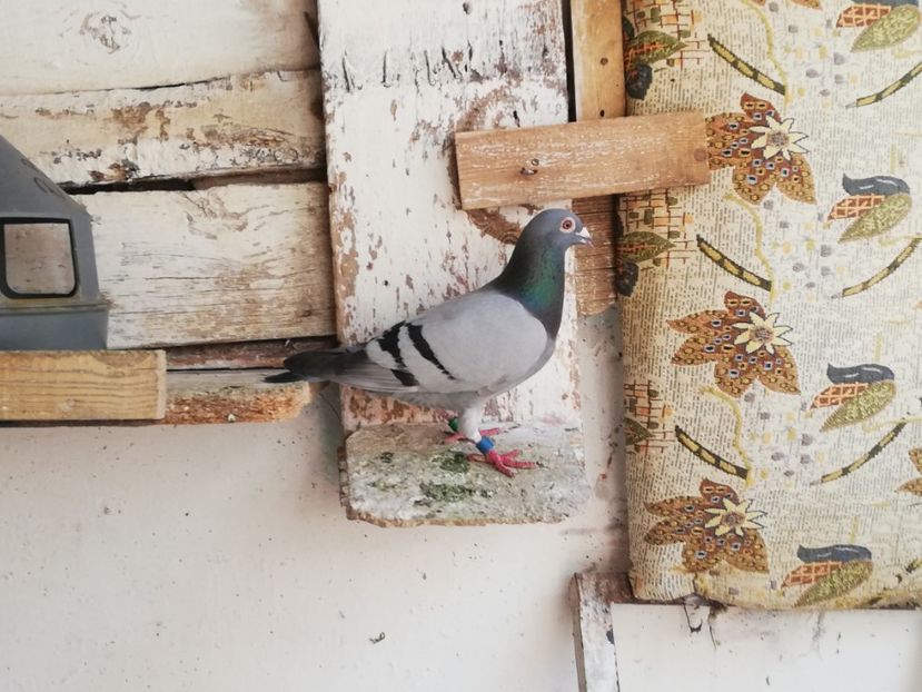  - 2019-Porumbei zburatori-matca