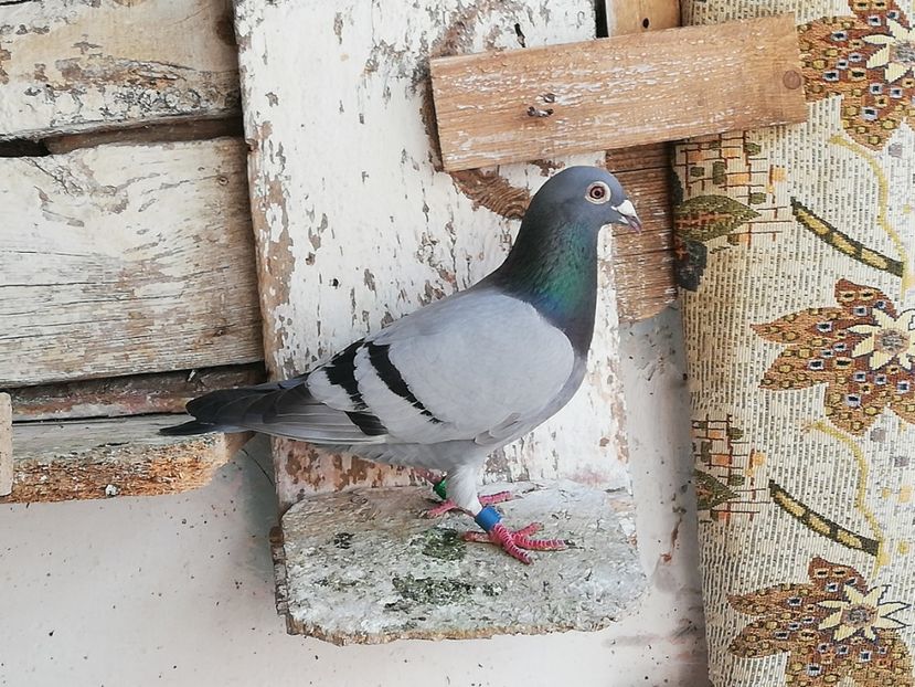  - 2019-Porumbei zburatori-matca