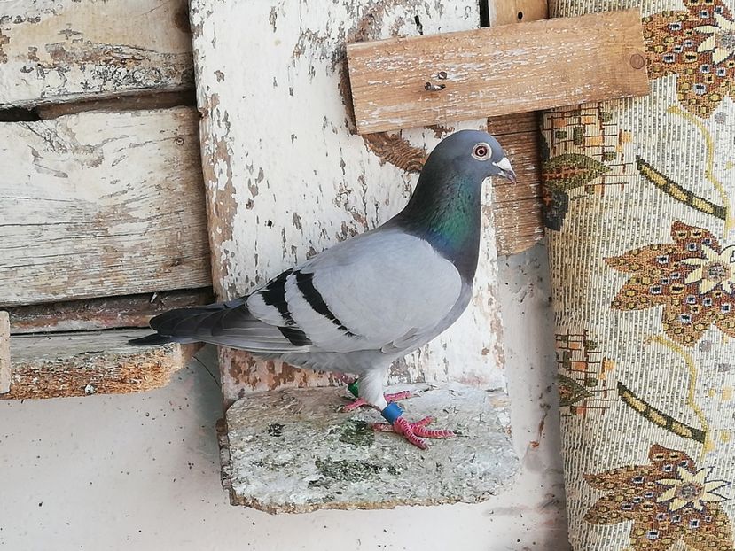  - 2019-Porumbei zburatori-matca