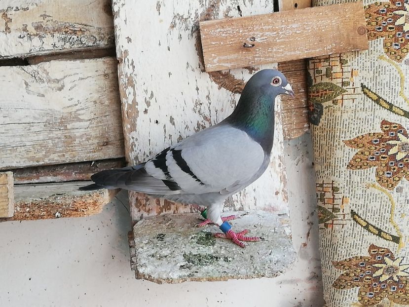  - 2019-Porumbei zburatori-matca