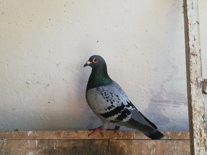  - 2019-Porumbei zburatori-matca