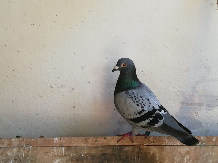  - 2019-Porumbei zburatori-matca