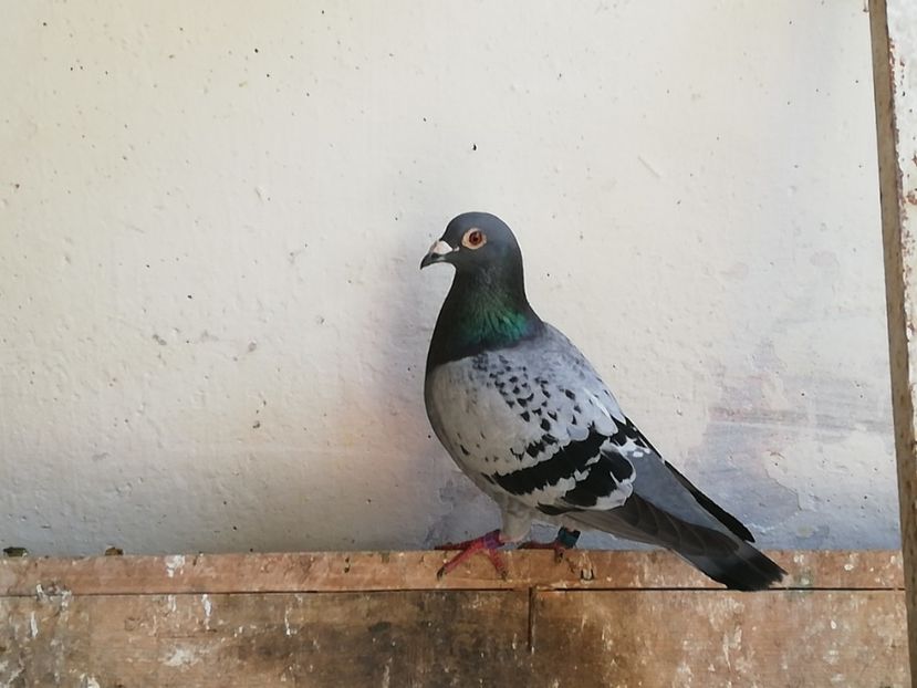  - 2019-Porumbei zburatori-matca