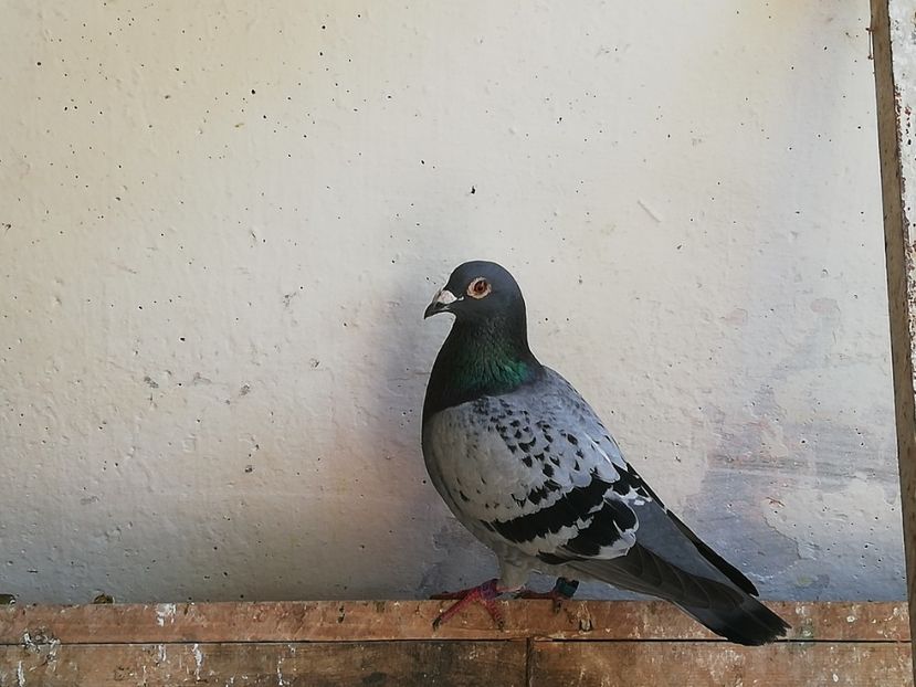  - 2019-Porumbei zburatori-matca