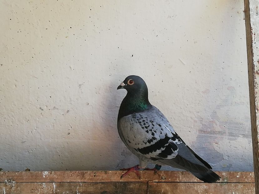  - 2019-Porumbei zburatori-matca