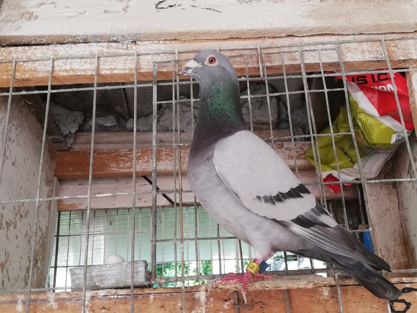  - 2019-Porumbei zburatori-matca