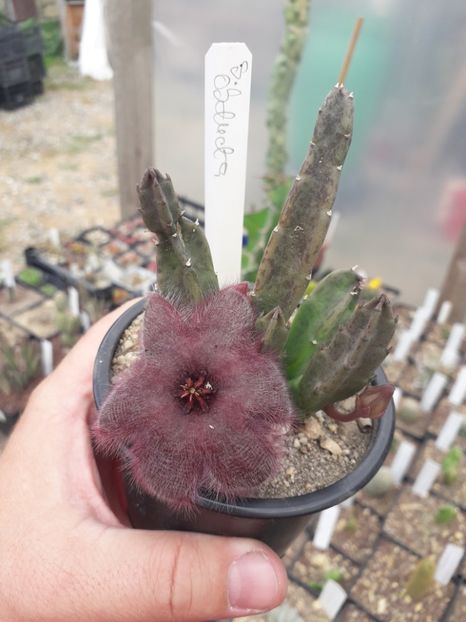 Stapelia obducta - Stapeliade