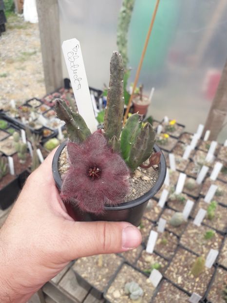 Stapelia obducta - Stapeliade