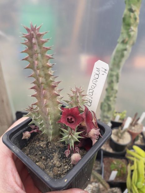 Huernia microcarpa 2 - Stapeliade