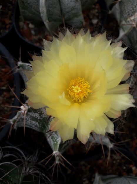 Astrophytum capricorne - Cactusi înfloriti 2019