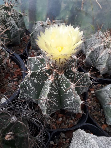 Astrophytum capricorne - Cactusi înfloriti 2019