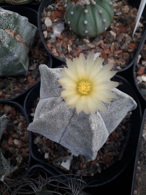 Astrophytum myriostigma - Cactusi înfloriti 2019