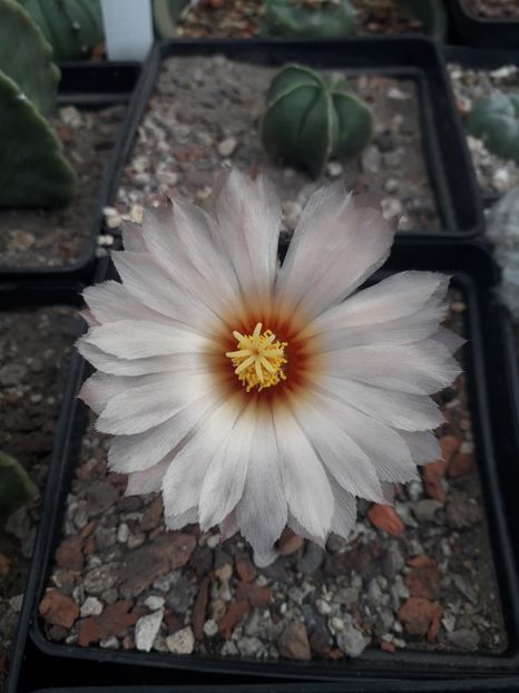 Astrophytum asterias - Cactusi înfloriti 2019