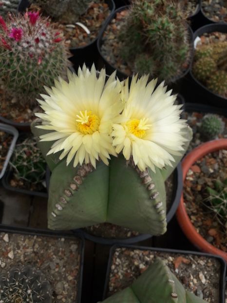 Astrophytum myriostigma v nudum - Cactusi înfloriti 2019