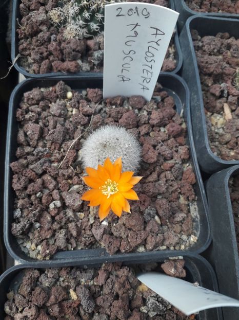 Aylostera muscula - Cactusi înfloriti 2019