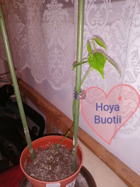  - Hoya Buotii