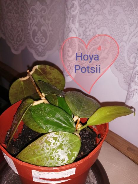  - Hoya Potsii