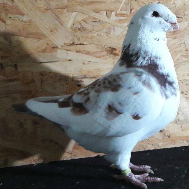  - 3---AGH DAȚI 2019 - 2025