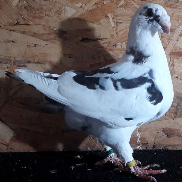  - 3---AGH DAȚI 2019 - 2025