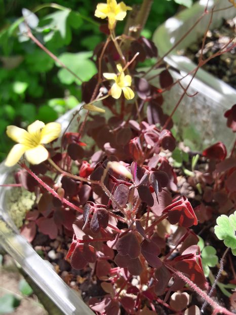  - Oxalis 2019