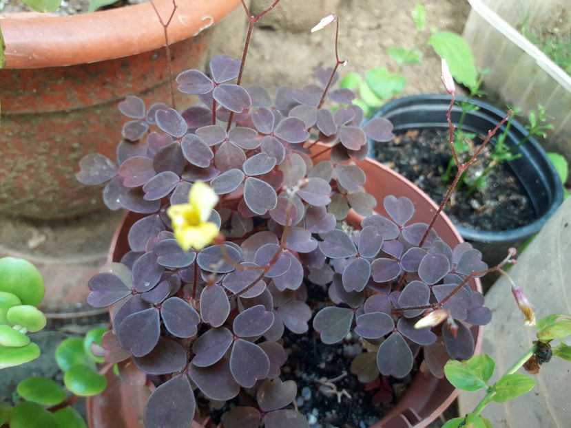  - Oxalis 2019