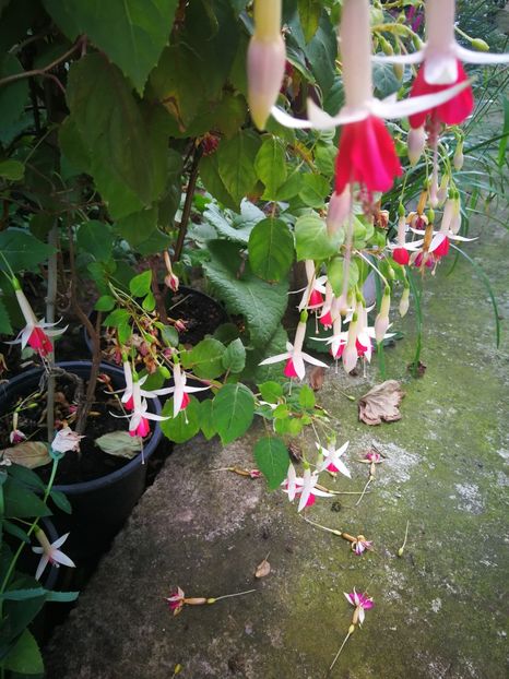  - Flori de grădină-2019