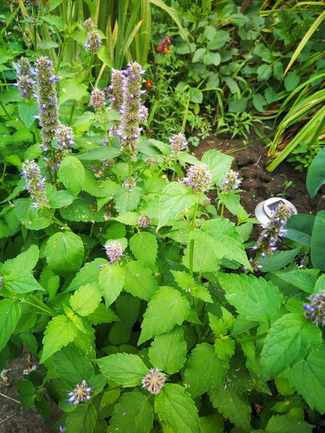  - Flori de grădină-2019