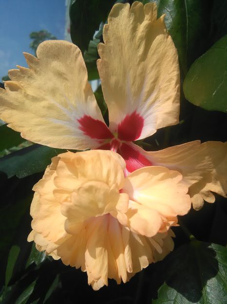  - Hibiscus 2015-2024