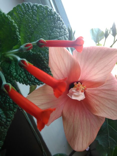  - Hibiscus 2015-2024