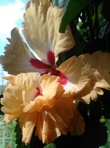  - Hibiscus 2015-2024