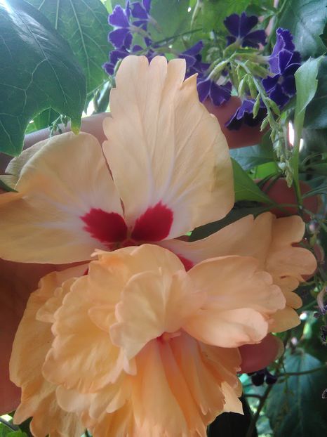 - Hibiscus 2015-2024