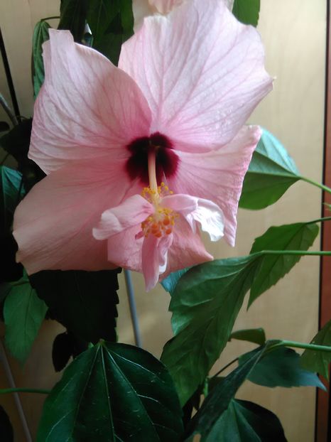  - Hibiscus 2015-2024