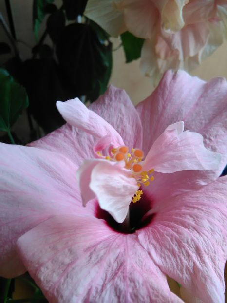  - Hibiscus 2015-2024