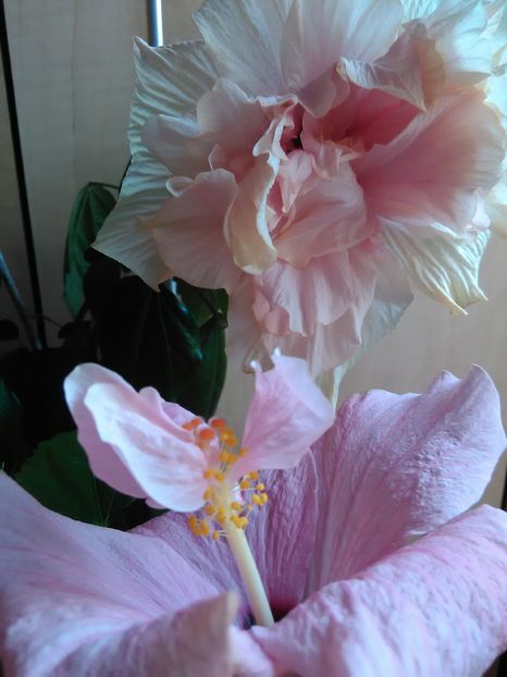  - Hibiscus 2015-2024
