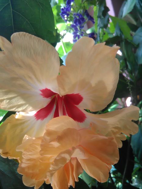  - Hibiscus 2015-2024