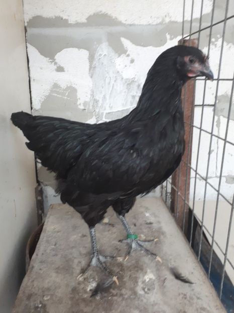  - Jersey Giant albastru si negru
