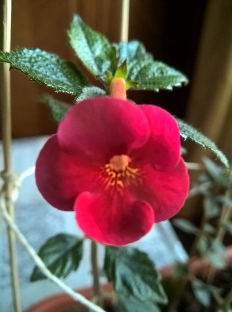 Red Diamond - Achimenes si Achimenantha 2019