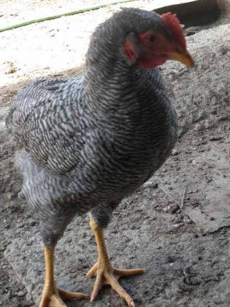  - A Plymouth Rock Barat