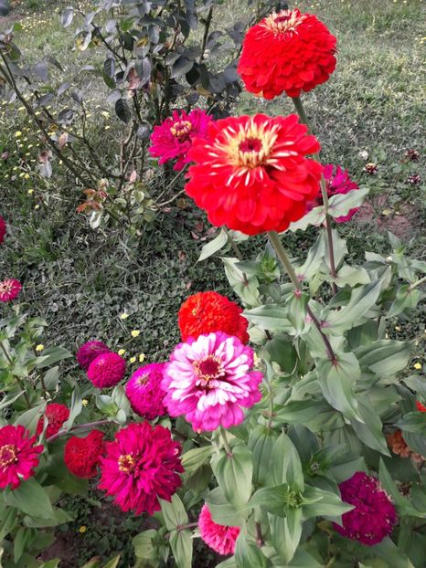  - AAAA__CARCIUMARESE 2015_2017_2018_2019