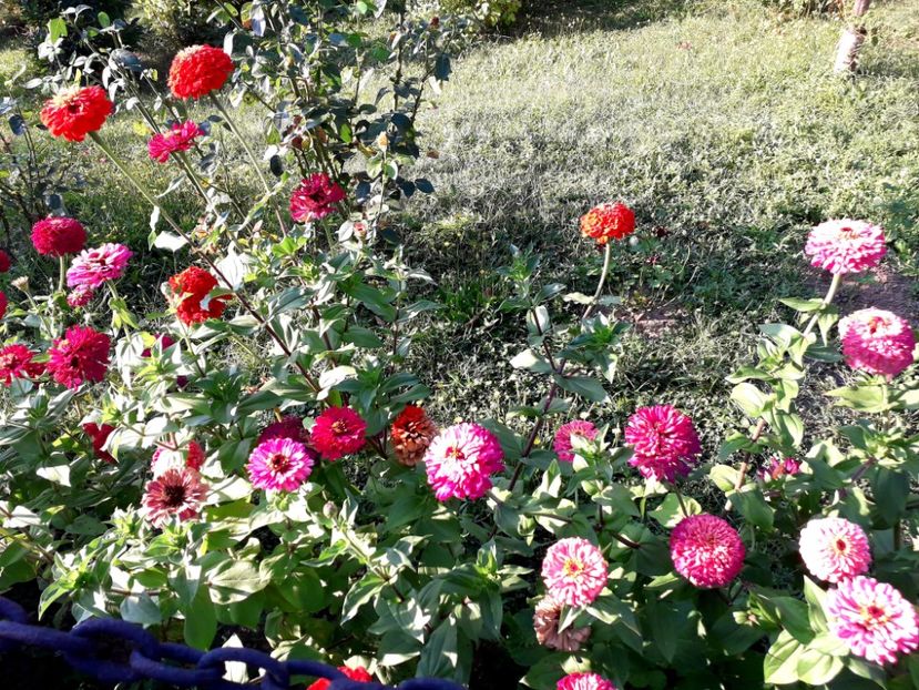  - AAAA__CARCIUMARESE 2015_2017_2018_2019