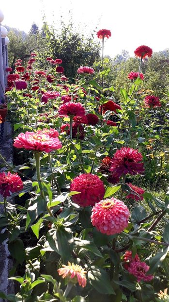  - AAAA__CARCIUMARESE 2015_2017_2018_2019