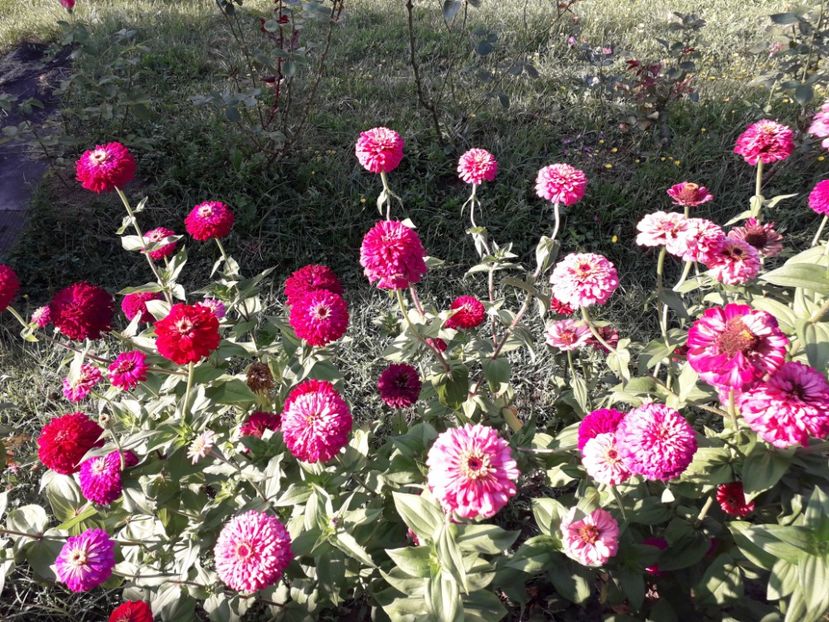  - AAAA__CARCIUMARESE 2015_2017_2018_2019