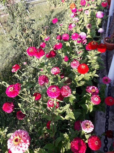  - AAAA__CARCIUMARESE 2015_2017_2018_2019