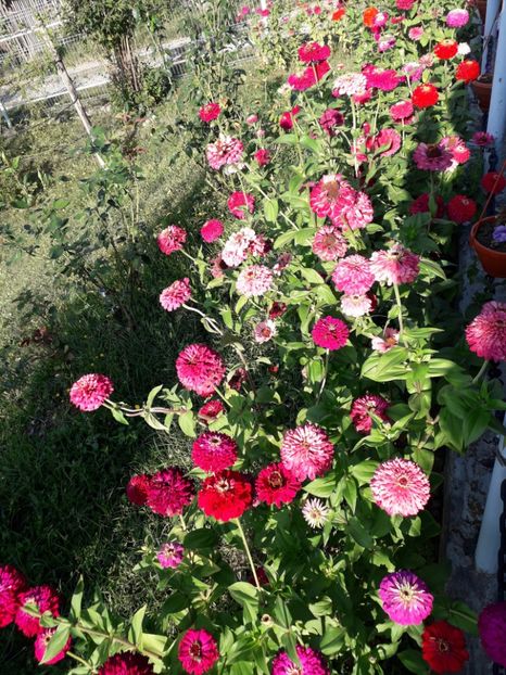  - AAAA__CARCIUMARESE 2015_2017_2018_2019