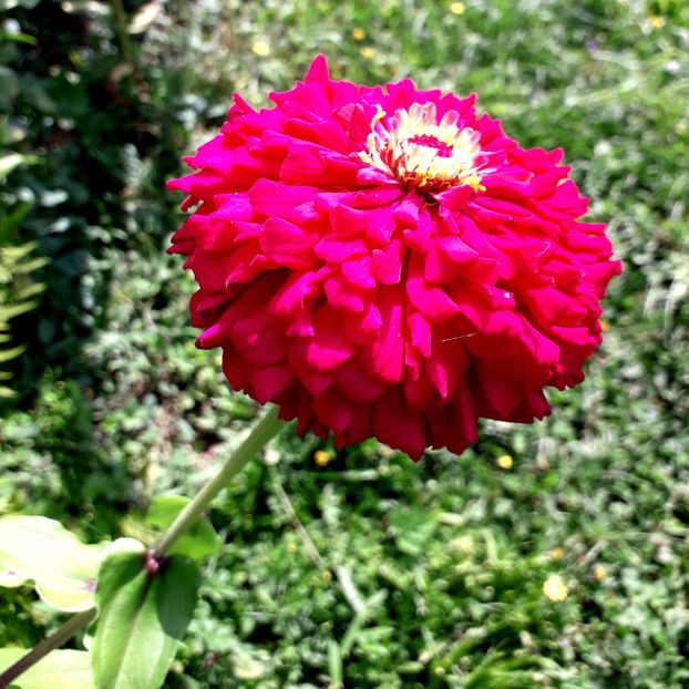  - AAAA__CARCIUMARESE 2015_2017_2018_2019