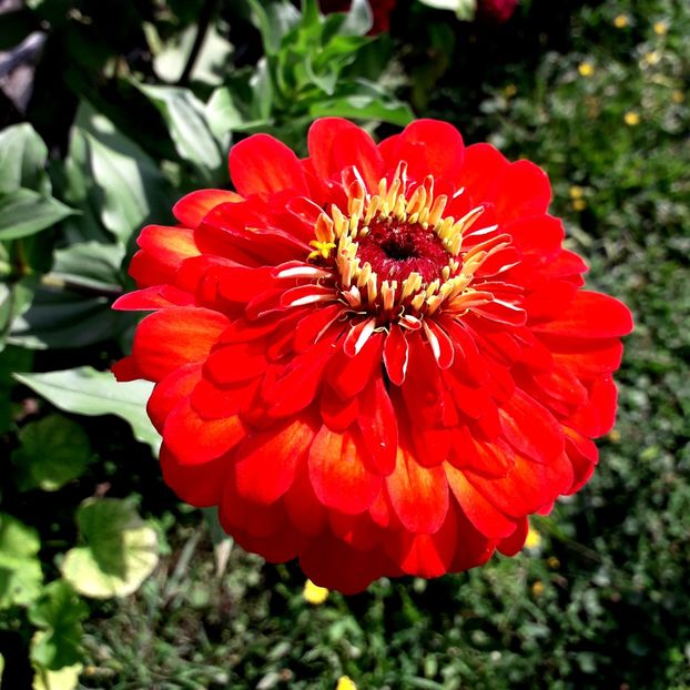  - AAAA__CARCIUMARESE 2015_2017_2018_2019